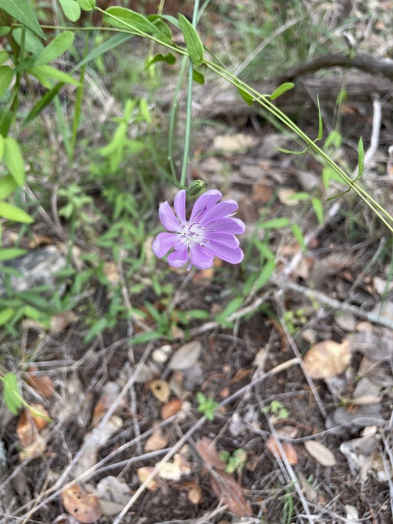Texas Skeletonplant photo 5