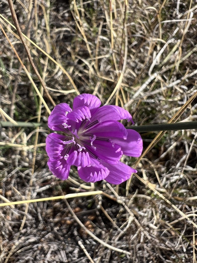 Texas Skeletonplant photo 7