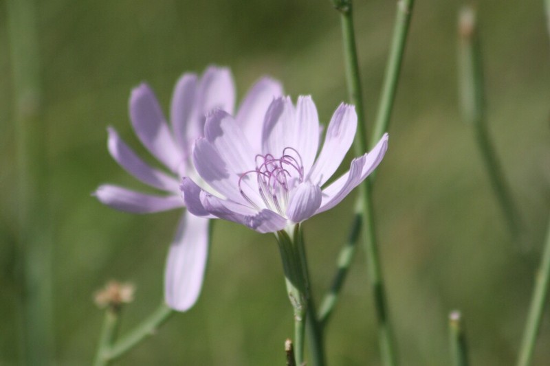 Texas Skeletonplant photo 8