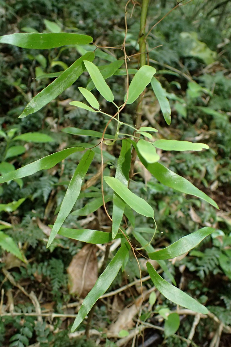 Lygodium articulatum