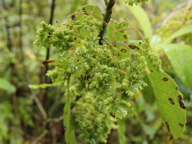 Lygodium articulatum photo 3
