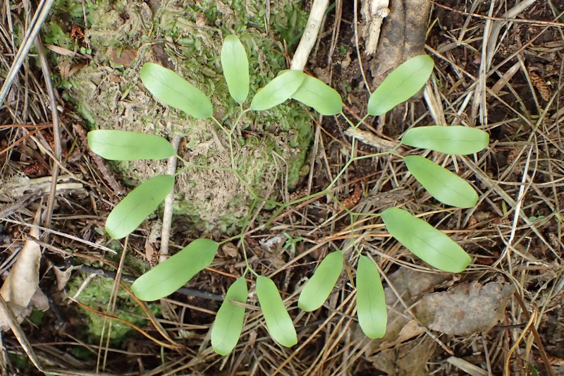 Lygodium articulatum photo 4
