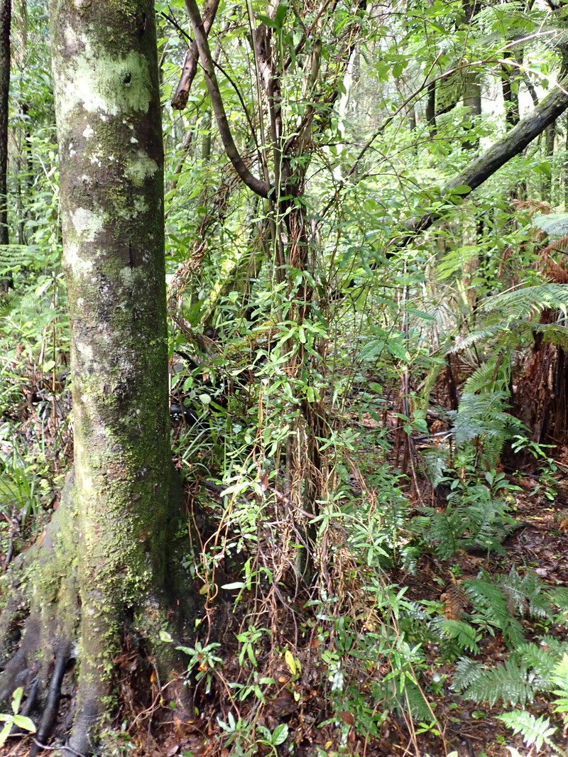 Lygodium articulatum photo 5