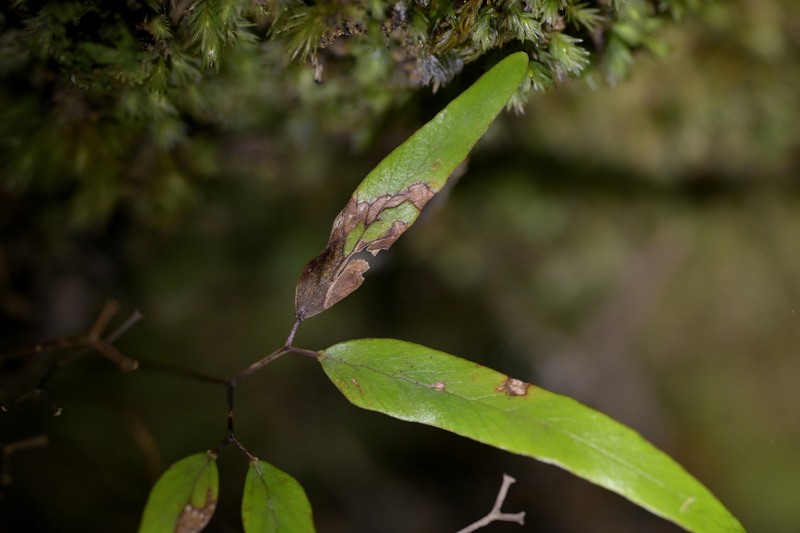 Lygodium articulatum photo 6