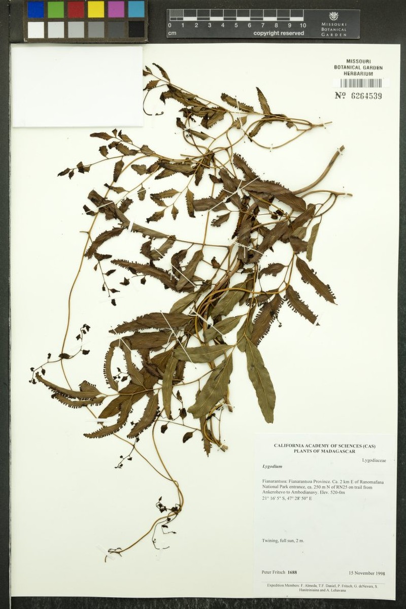 Lygodium boivinii