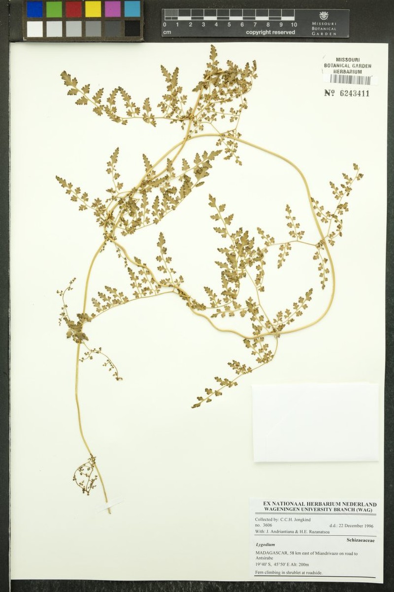 Lygodium boivinii photo 2