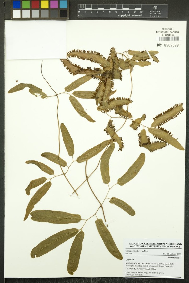 Lygodium boivinii photo 3