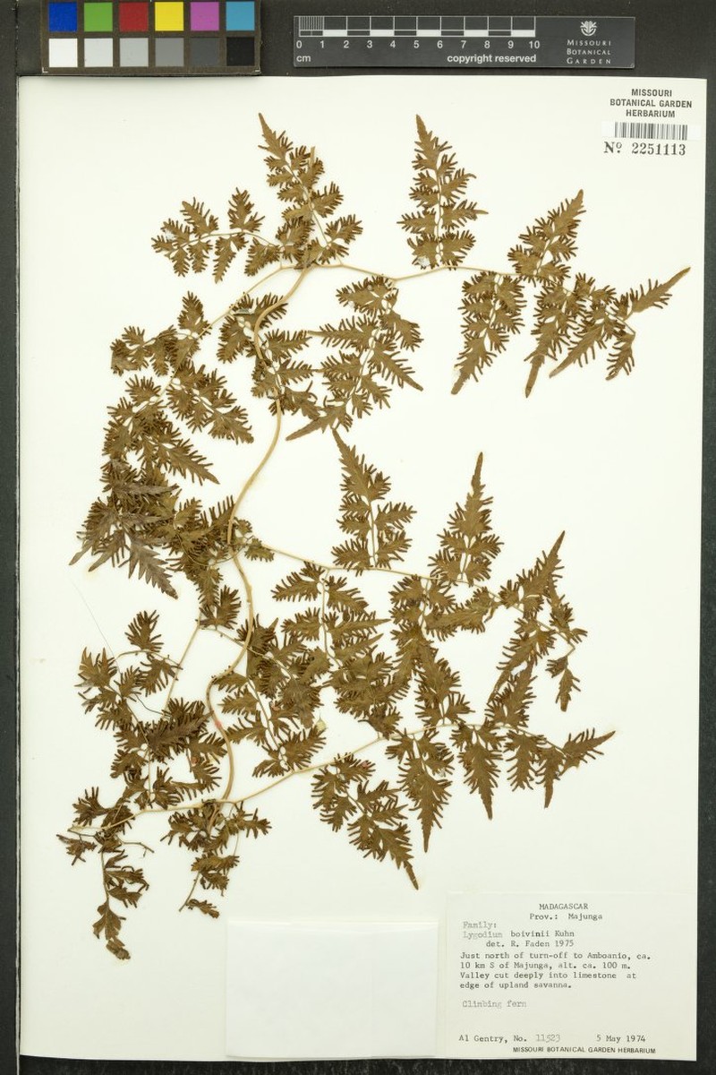 Lygodium boivinii photo 4
