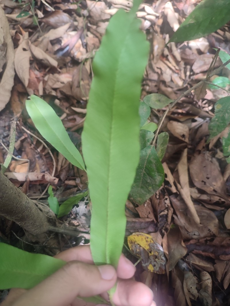 Lygodium borneense