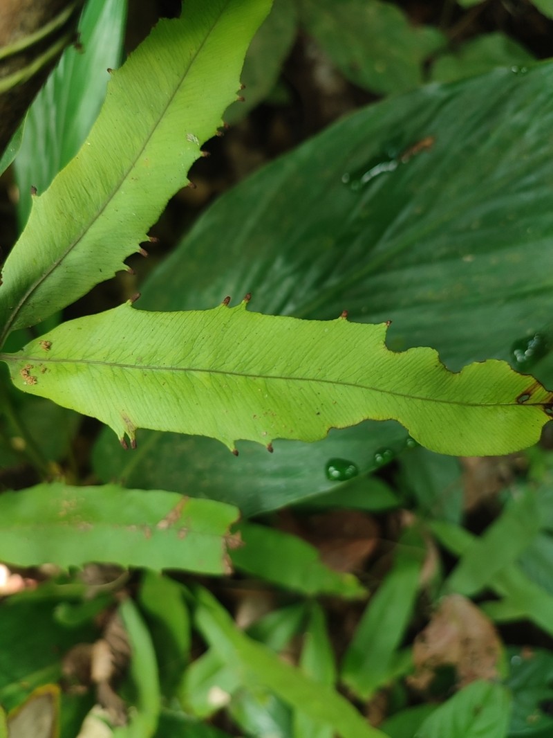 Lygodium borneense photo 2