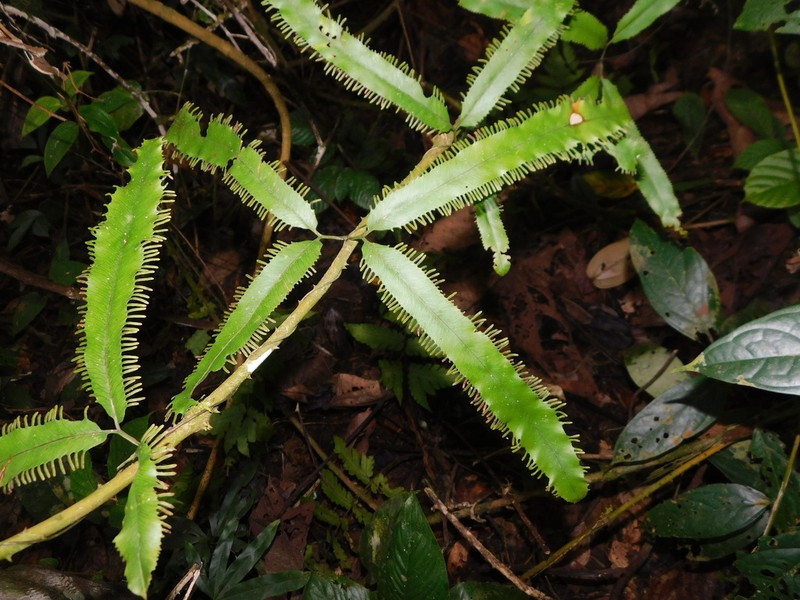 Lygodium borneense photo 3