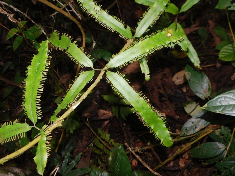 Lygodium borneense photo 4