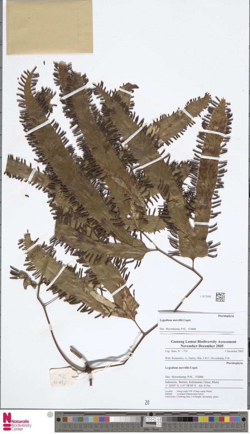 Lygodium borneense photo 5