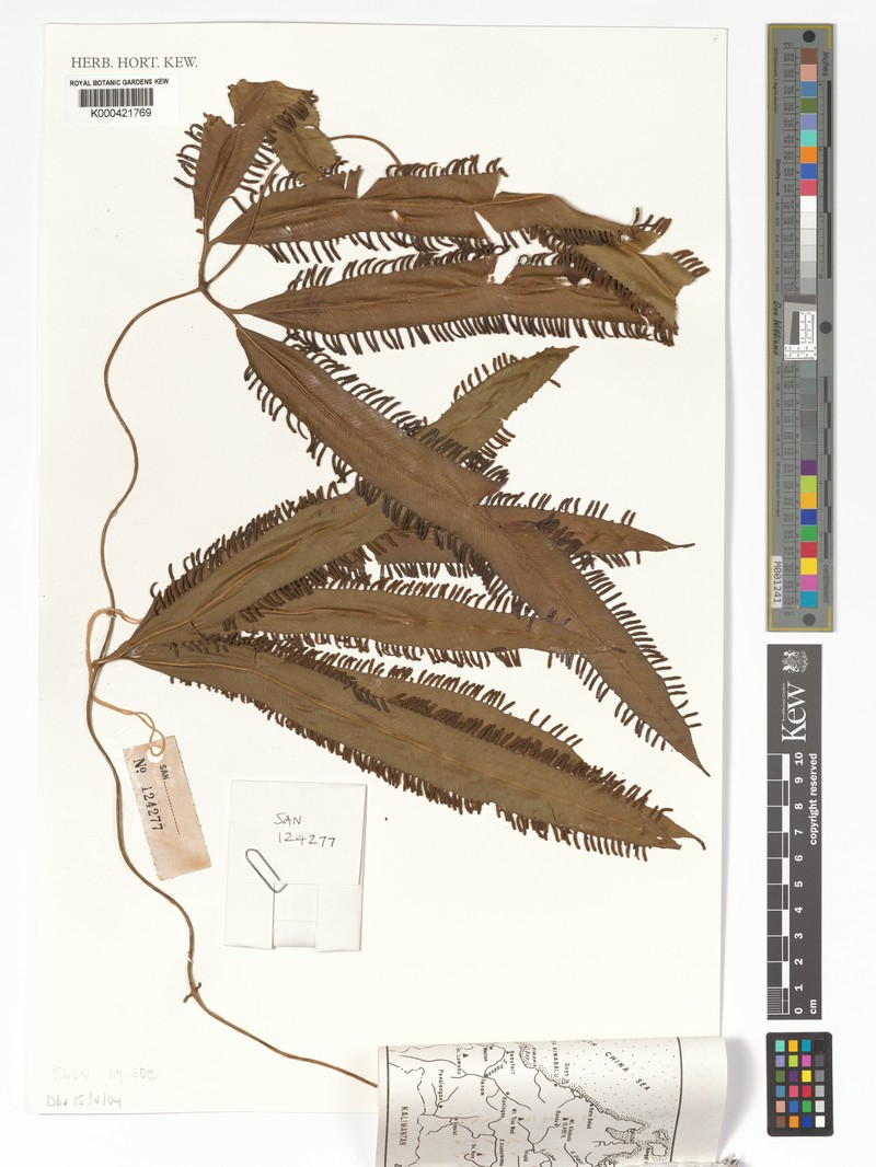 Lygodium borneense photo 6