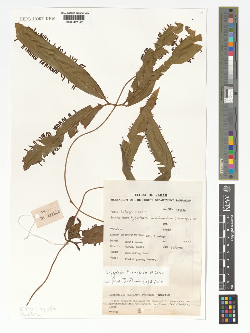 Lygodium borneense photo 7