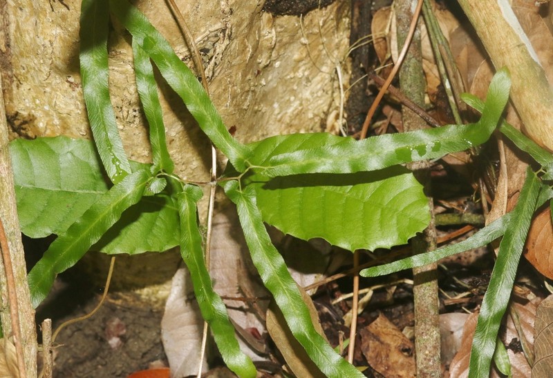 Lygodium cubense