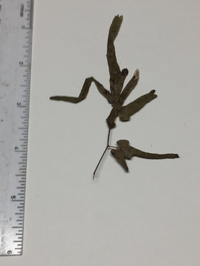 Lygodium cubense photo 2