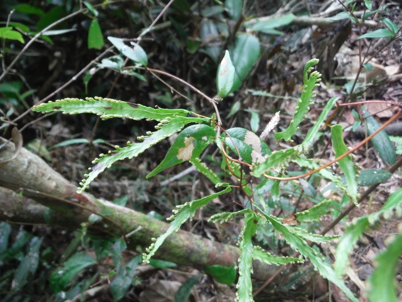 Lygodium cubense photo 3