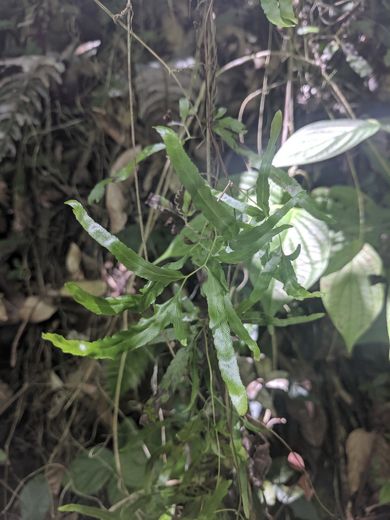 Lygodium cubense photo 4
