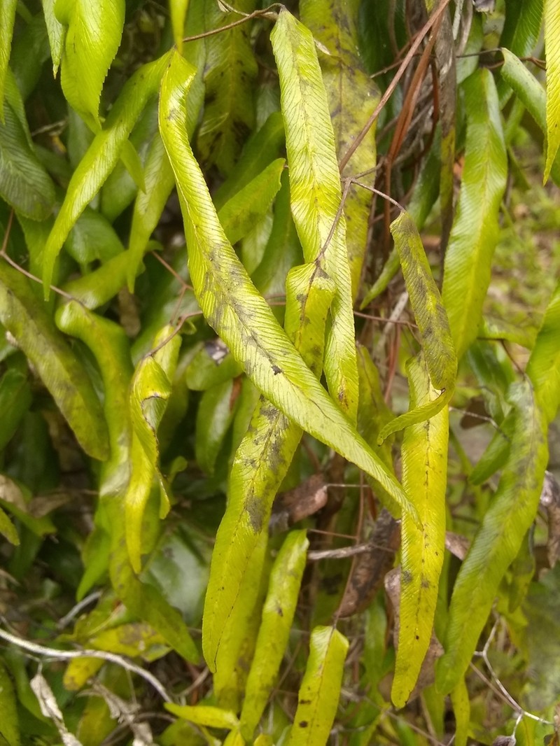 Lygodium cubense photo 5