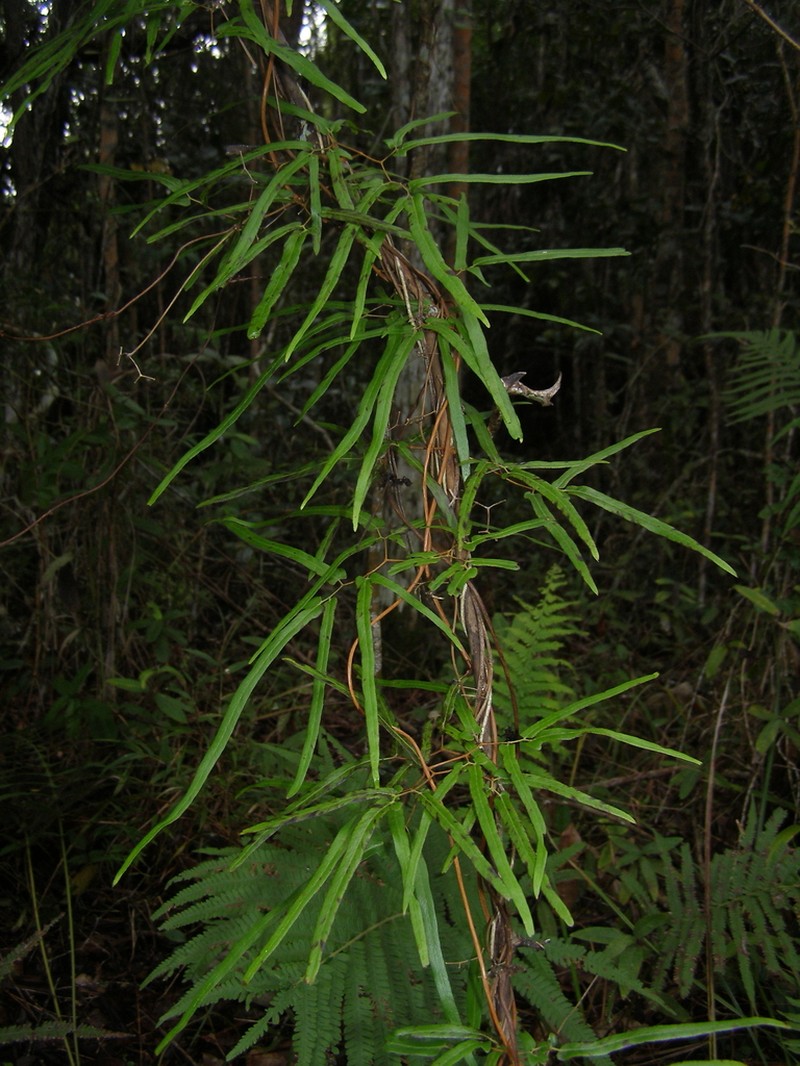 Lygodium cubense photo 6