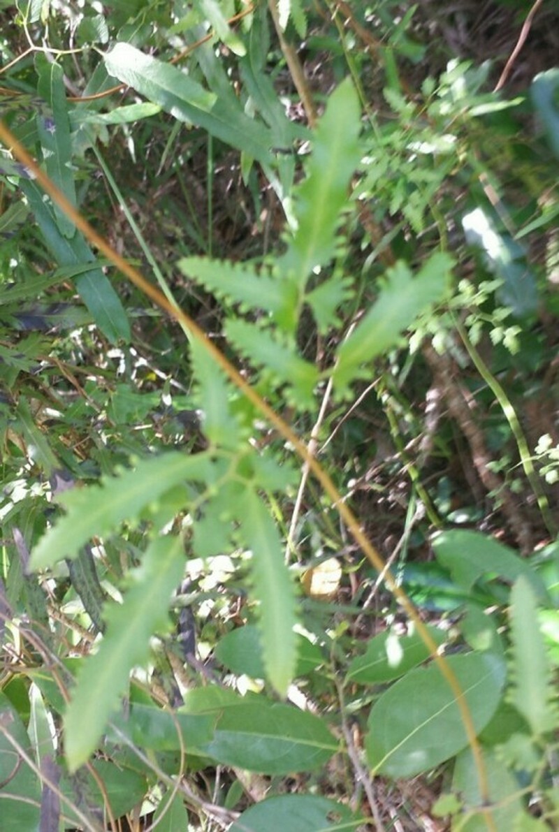 Lygodium cubense photo 7