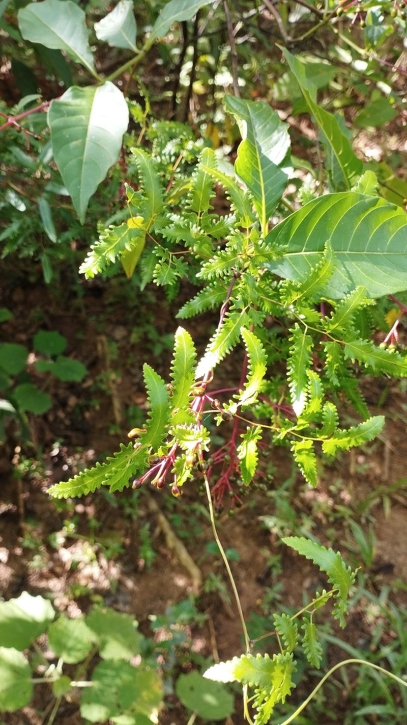 Lygodium cubense photo 8