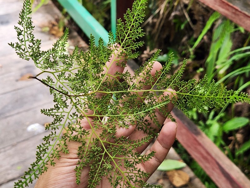 Lygodium dimorphum