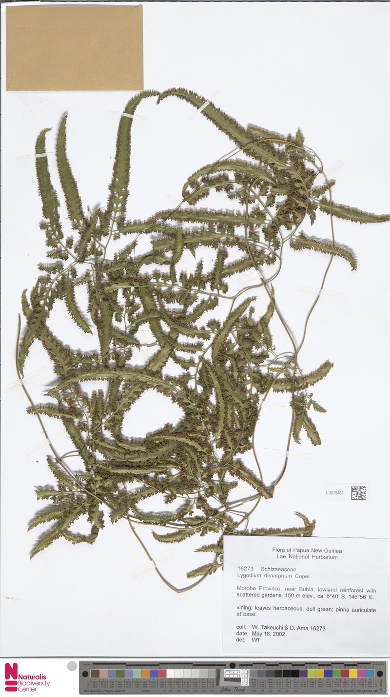 Lygodium dimorphum photo 3