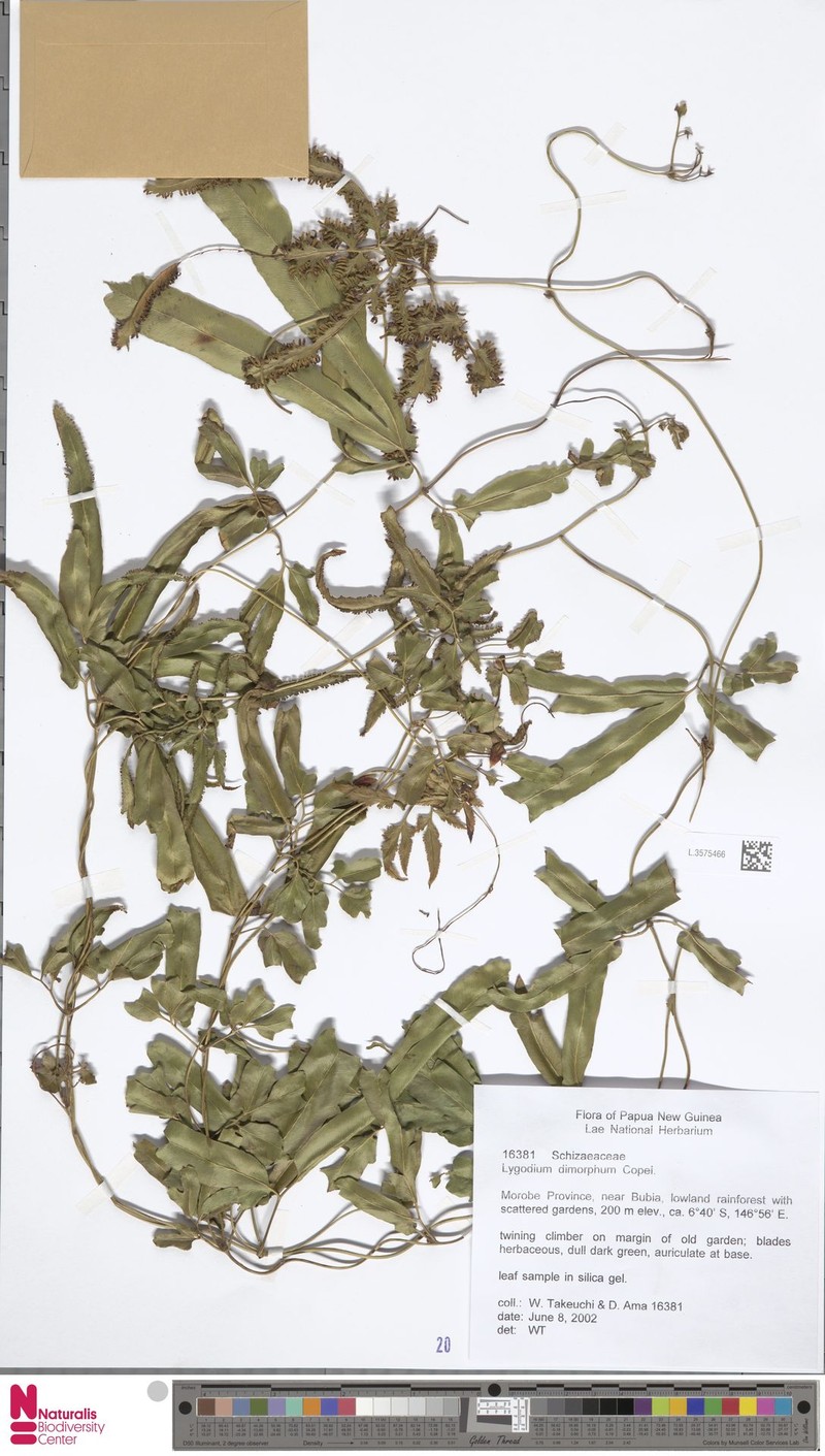 Lygodium dimorphum photo 4