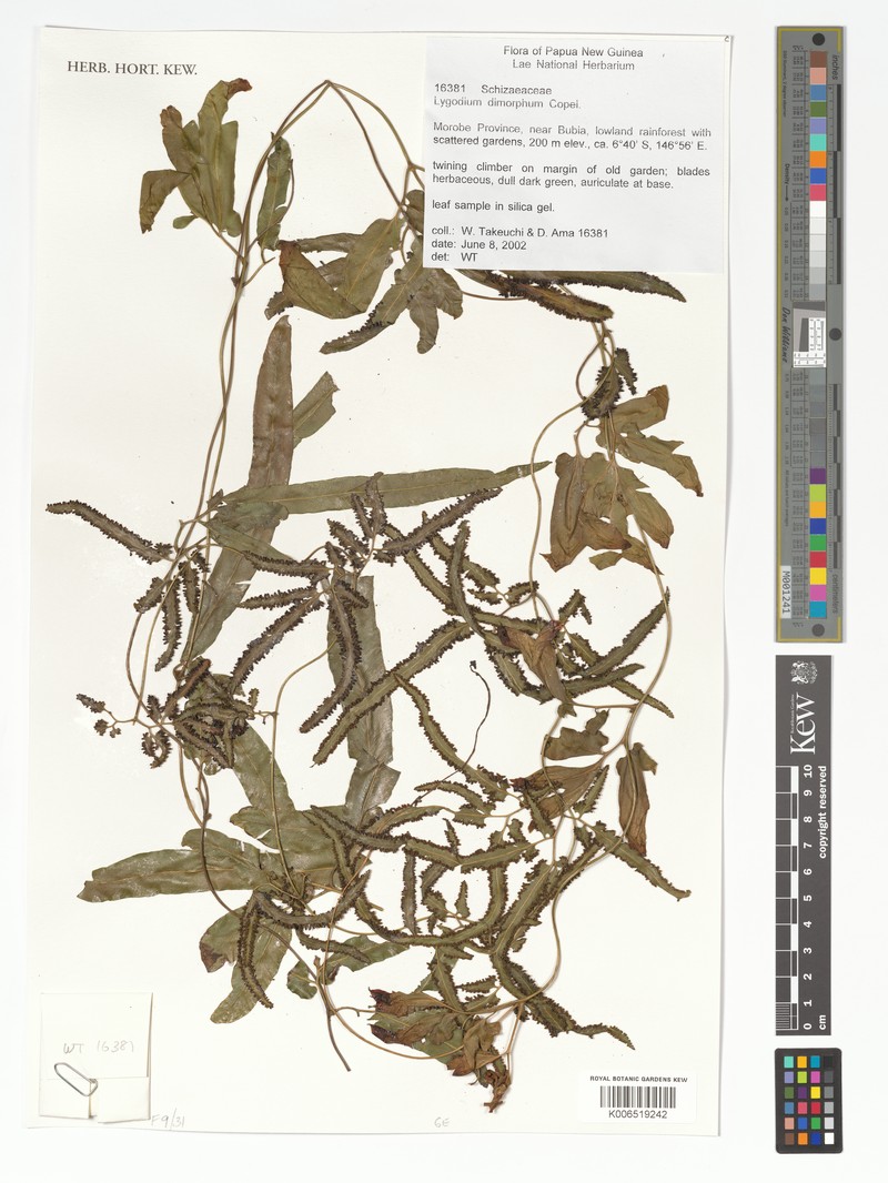 Lygodium dimorphum photo 5