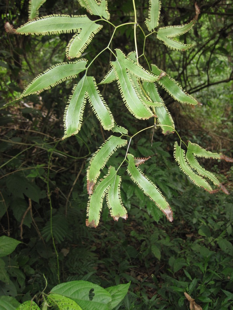 Lygodium heterodoxum photo 2
