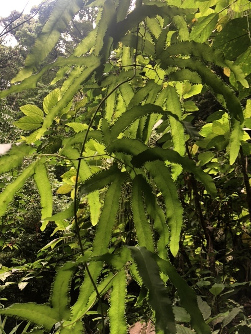 Lygodium heterodoxum photo 3