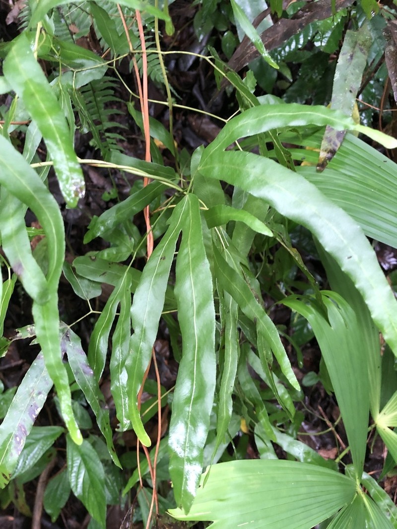 Lygodium heterodoxum photo 4