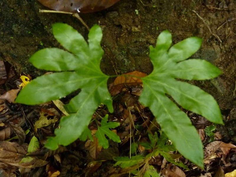 Lygodium heterodoxum photo 5
