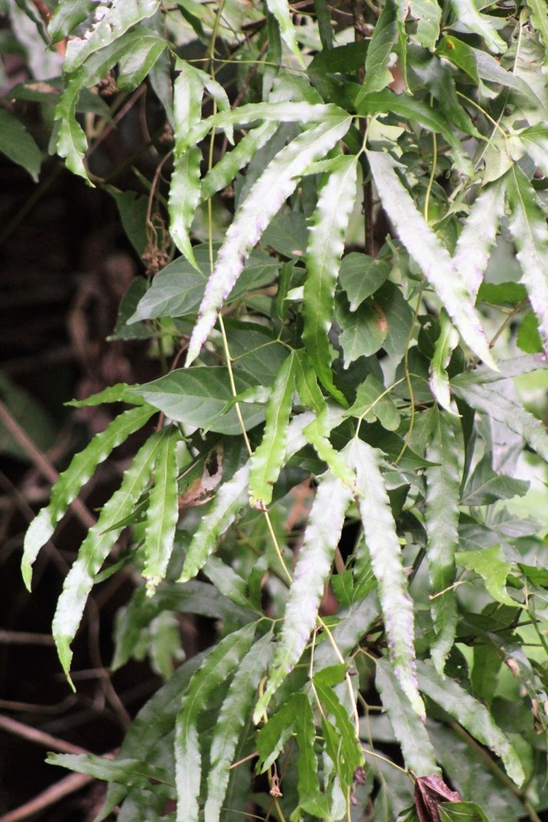 Lygodium heterodoxum photo 6