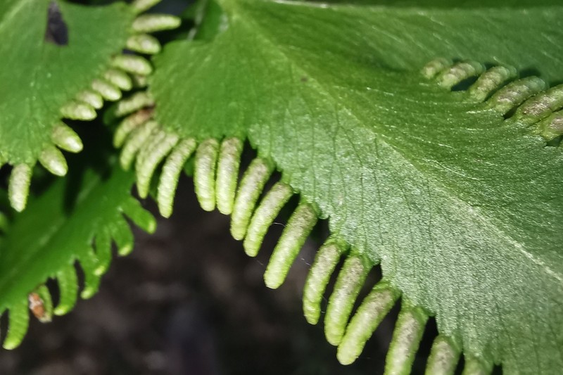Lygodium heterodoxum photo 7
