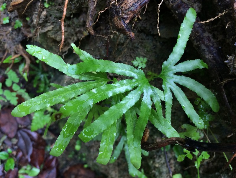 Lygodium heterodoxum photo 8