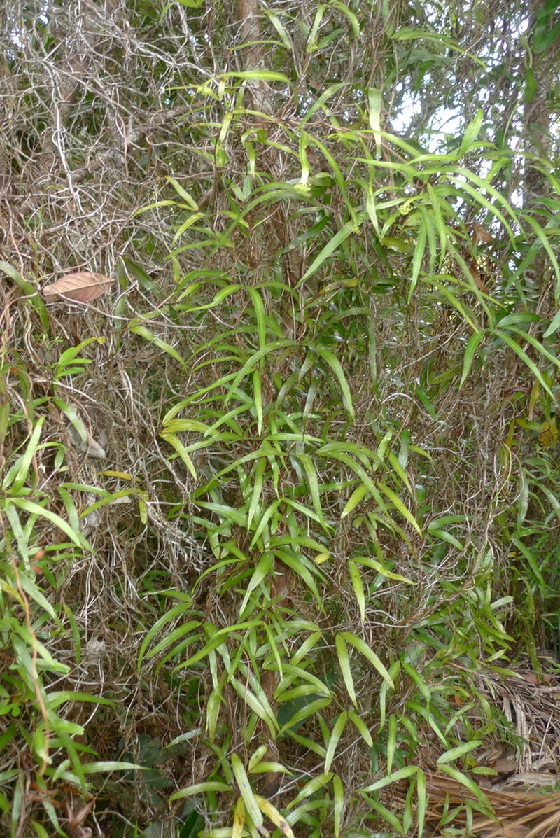 Lygodium hians