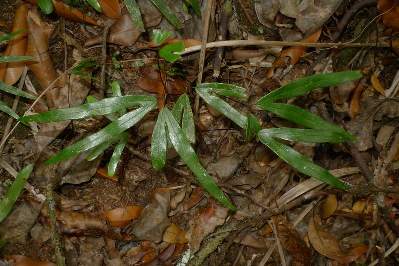 Lygodium hians photo 2