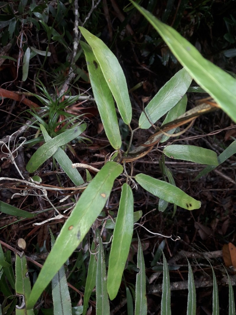 Lygodium hians photo 3