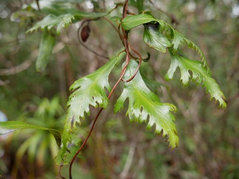 Lygodium hians photo 5