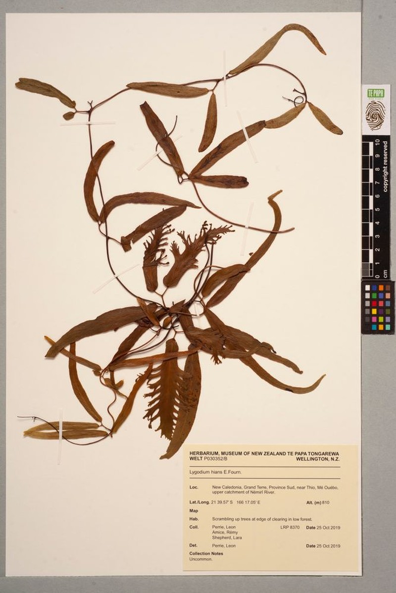 Lygodium hians photo 6