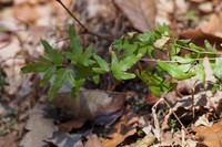Japanese Climbing Fern