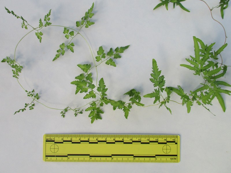 Japanese Climbing Fern photo 5