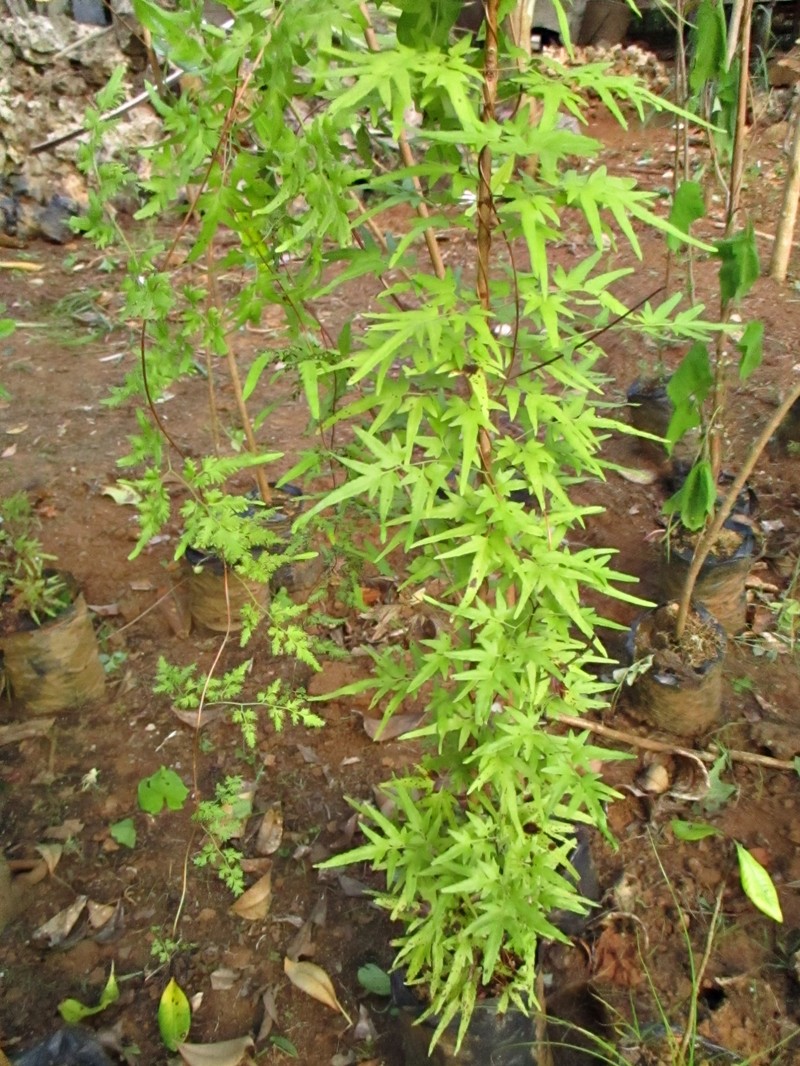 Japanese Climbing Fern photo 2