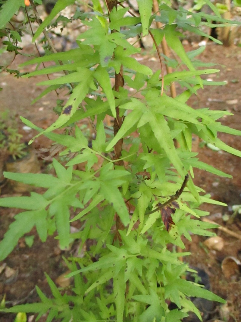 Japanese Climbing Fern photo 3