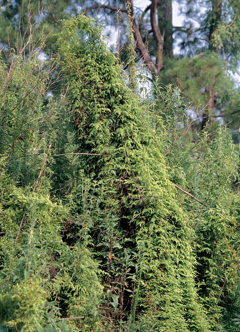 Japanese Climbing Fern photo 4