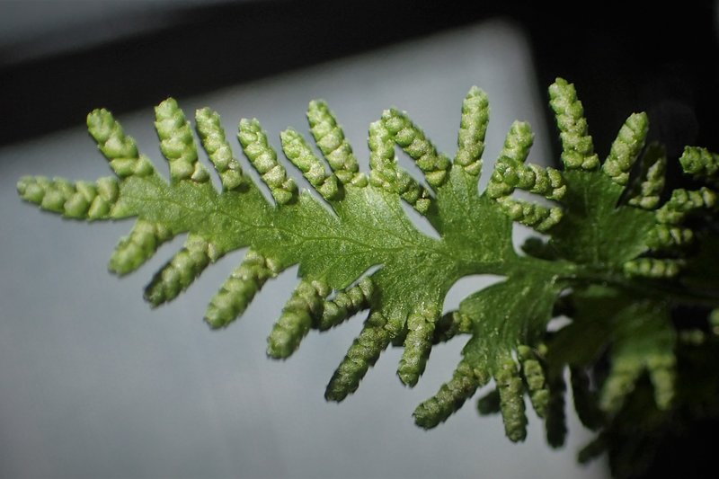Japanese Climbing Fern photo 6