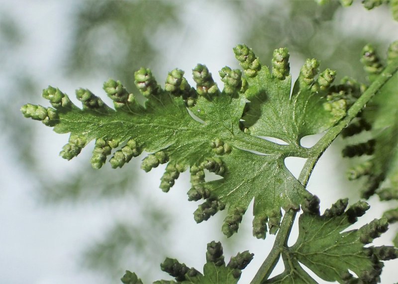 Japanese Climbing Fern photo 7